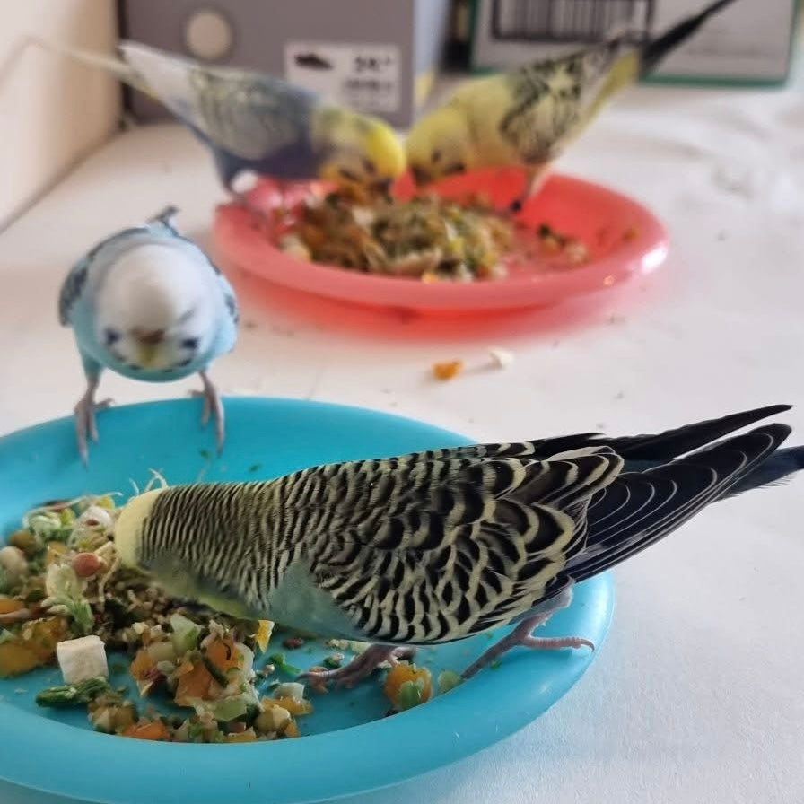 Forage Crunch Freeze Dried Vegetables for Parrots 75g - Best Behaved Birds
