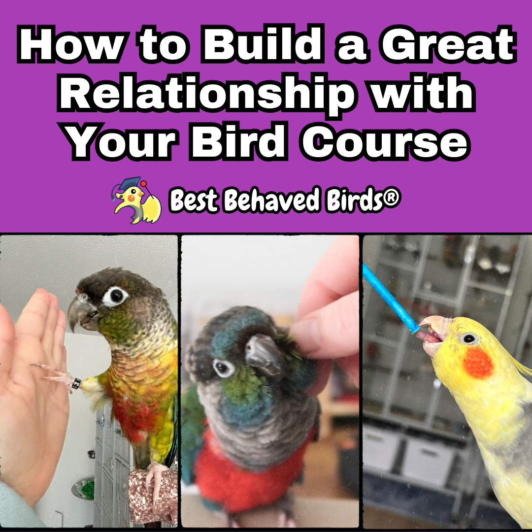 Parrot Care Courses – Best Behaved Birds