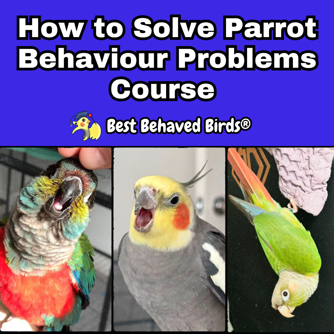 How to Solve Parrot Behaviour Problems Course – Best Behaved Birds