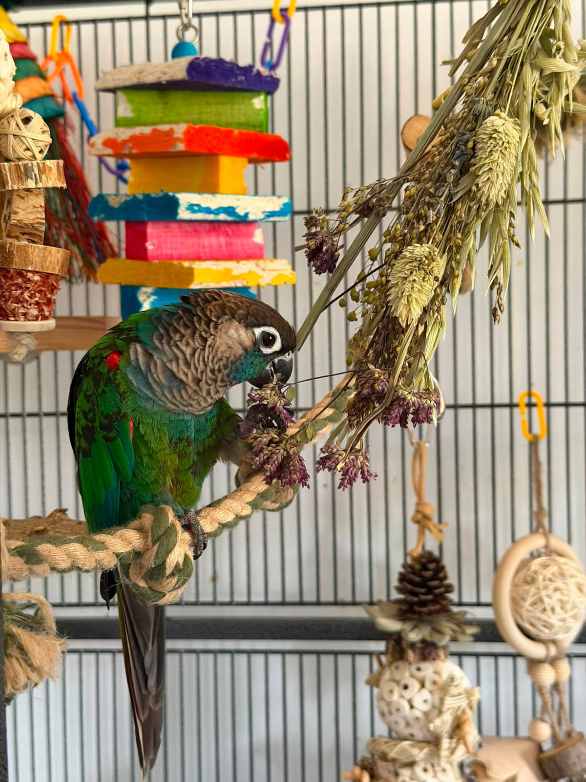 Bird Bouquets - Biodiversity Bird Blends