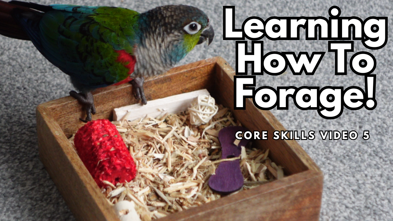Load video: David tells you how to teach your bird to forage.