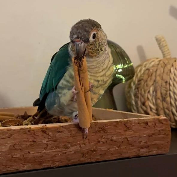 Parrot Spice Selection Box 100g - Best Behaved Birds