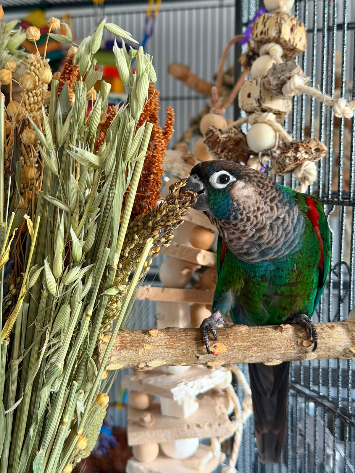 Bird Bouquets - Biodiversity Bird Blends