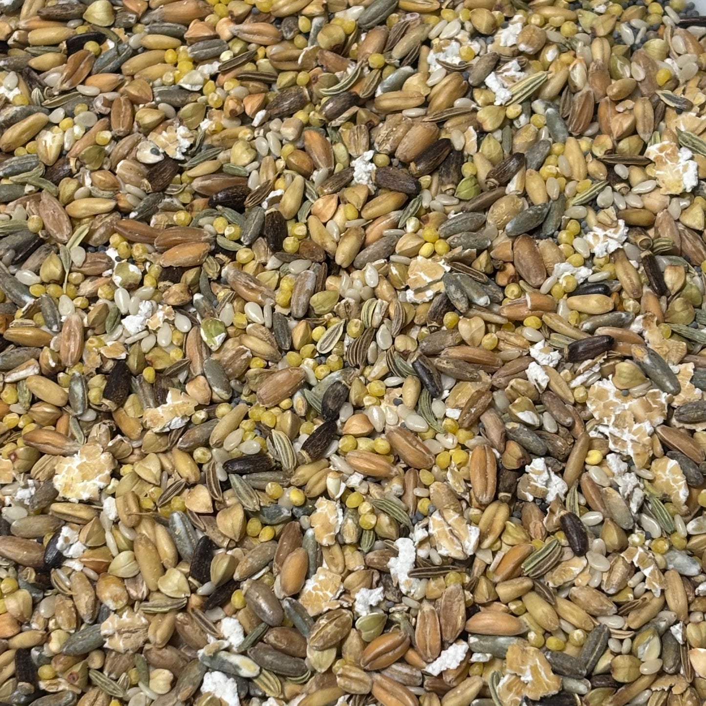 Healthy Parrot Seed and Grain Mix 500g - Best Behaved Birds
