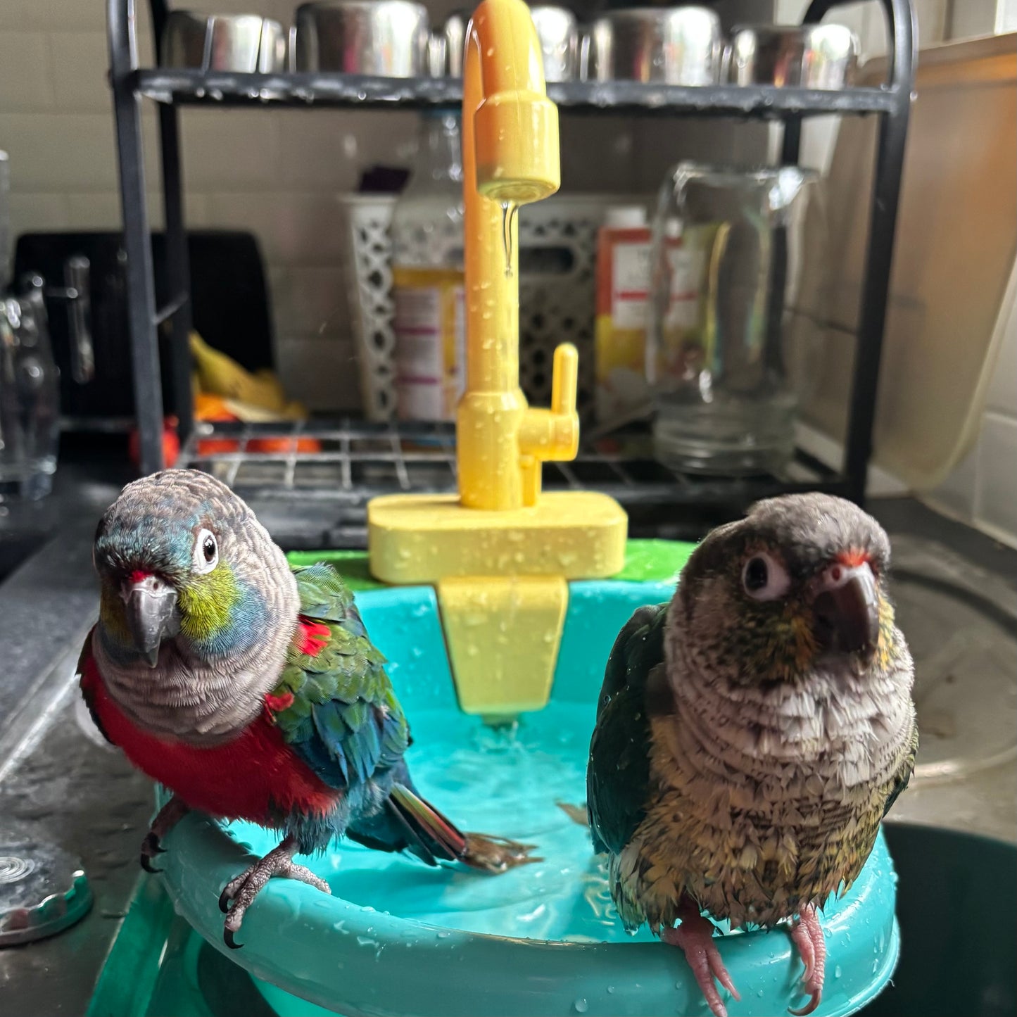 Pet Bird Play Sink Bath - Blue - Best Behaved Birds