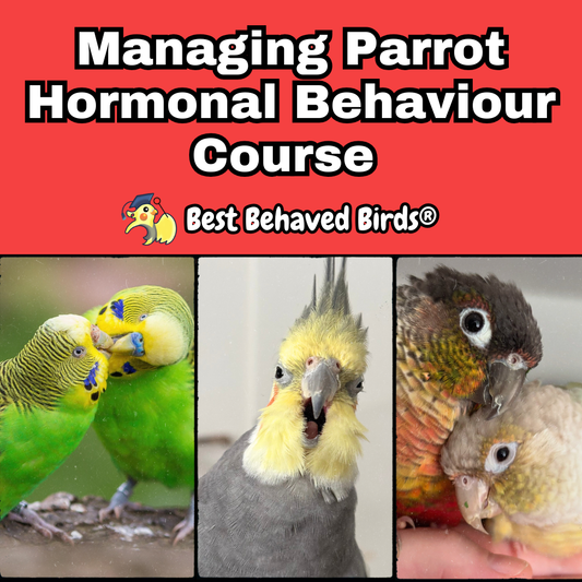 Cover graphic for the 2-hour Parrot Hormonal Behaviour Video Course by Best Behaved Birds featuring a collage of a budgie pair, a vocalizing cockatiel, and two conures