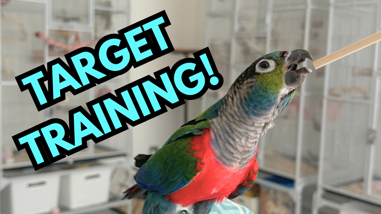 Load video: The video describes how to target train your bird.